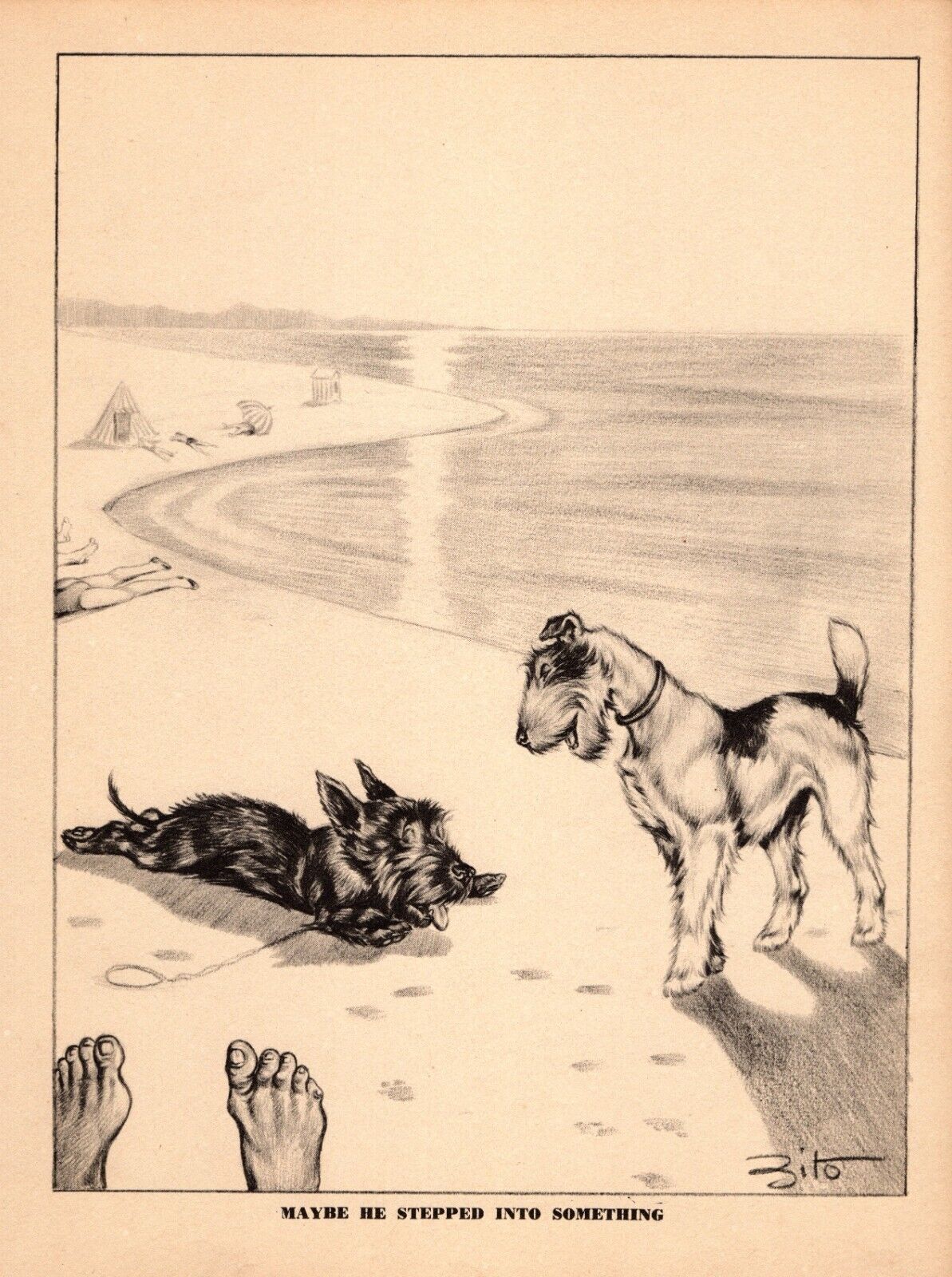 Funny Fox Terrier Print 1940s Humorous Scottish Terrier Print Art by Zito 5259e