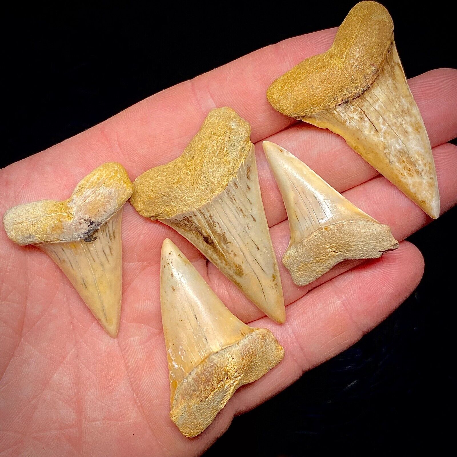 Shark Teeth Lot Of 5 White Shark Hastalis Tooth Megalodon Era Bakersfield Fossil