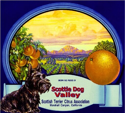 Marshall Scottish Terrier Dog Scottie Orange Citrus Fruit Crate Label Art Print