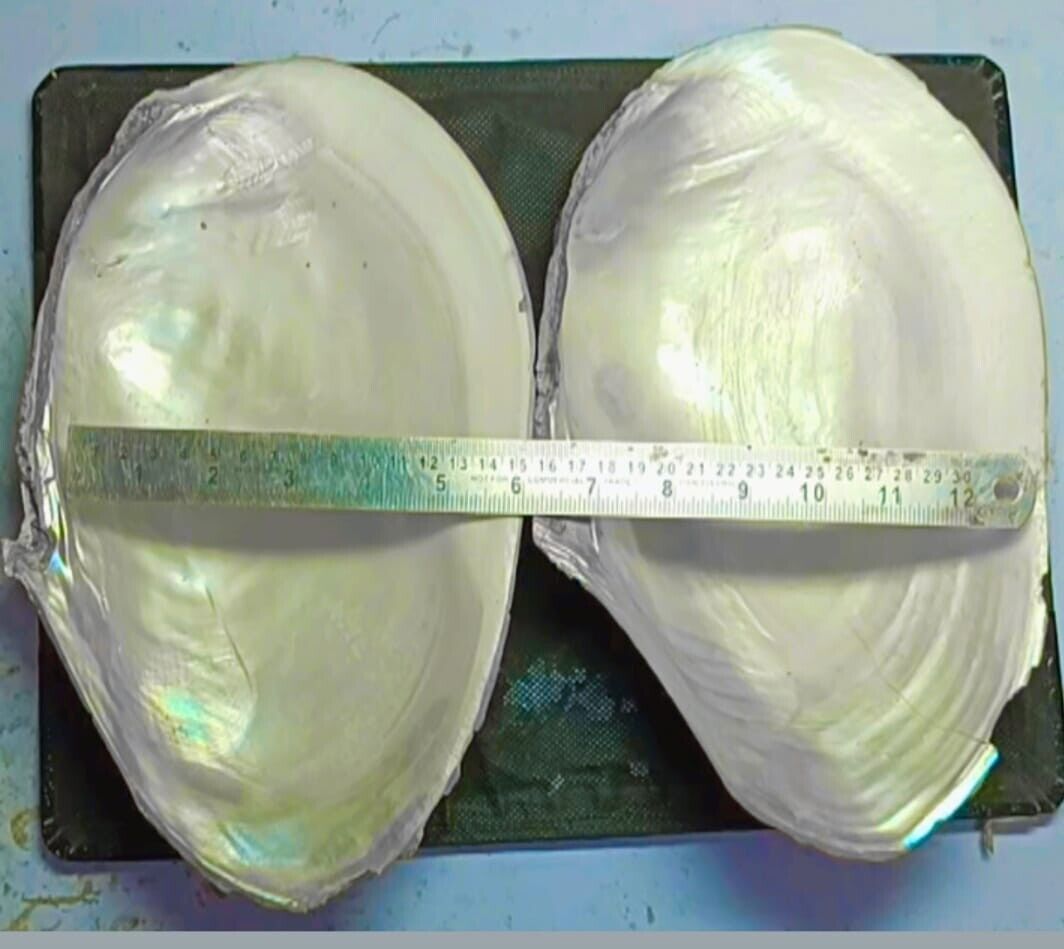 Old Large Mother of Pearl Oyster Sea shell Clam Cigarette Ashtray Jewelry