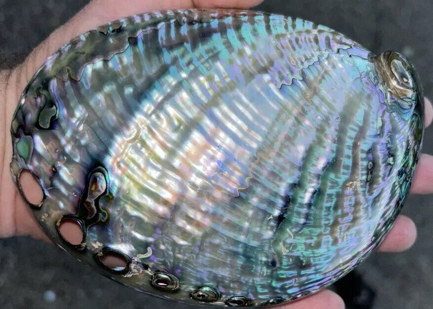 Fully polished abalone shell