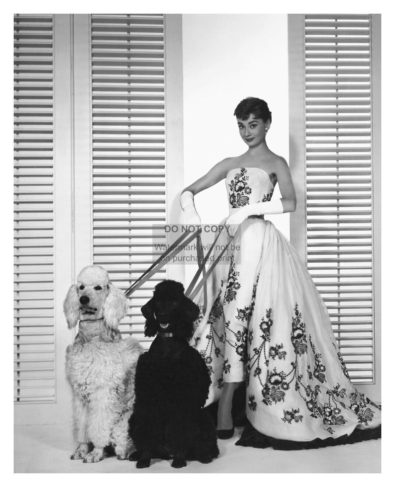 AUDREY HEPBURN ACTRESS WITH DOGS PUBLICITY 1954 PHOTO 8X10 REPRINT