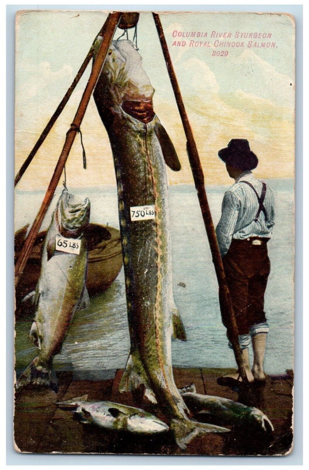 Fishing Postcard Columbia River Sturgeon And Royal Chinook Salmon 1909 Antique