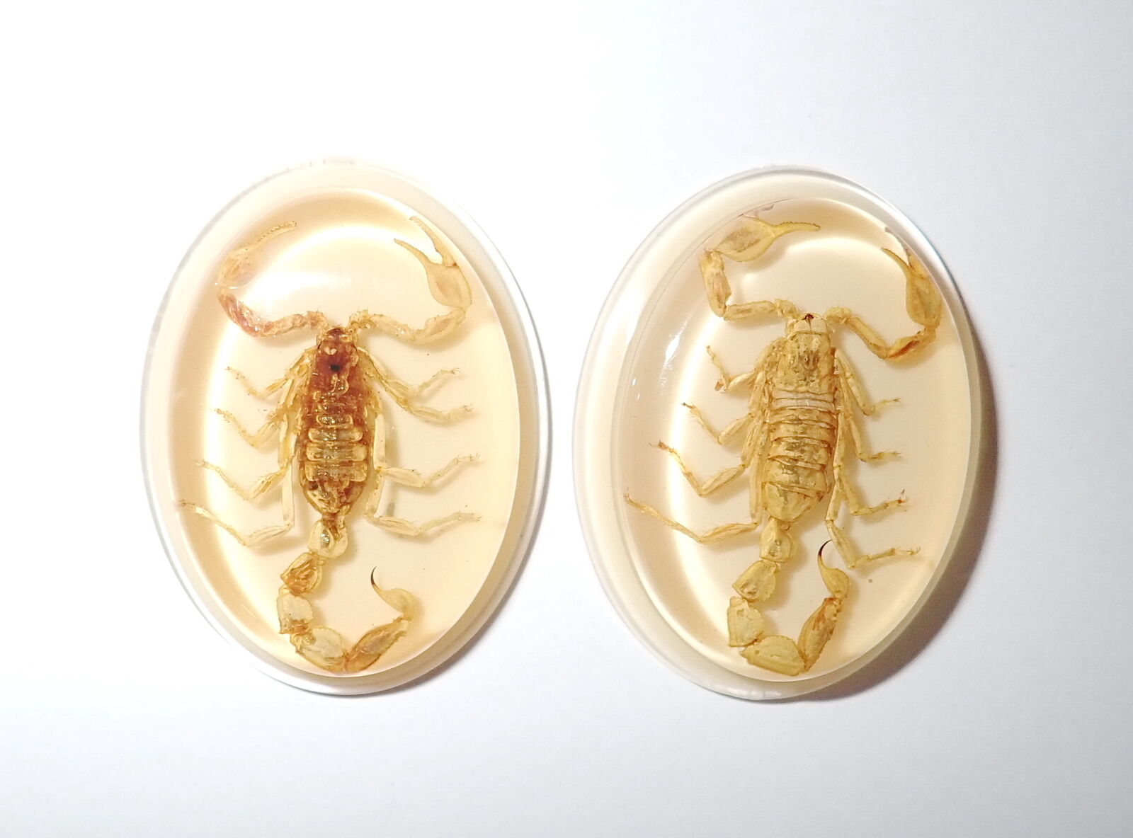 Insect Cabochon Golden Scorpion Oval 41x31 mm Amber White Bottom 2 pieces Lot