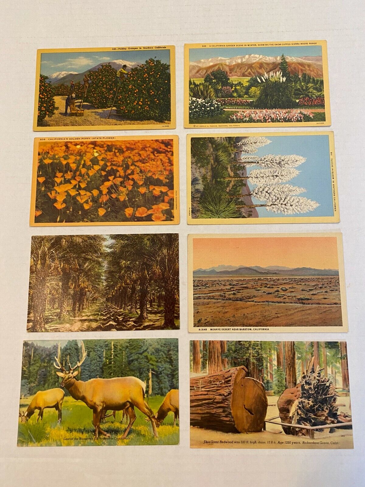 8 Vintage California Postcards Redwood Mohave Picking Oranges Old Lot Antique CA