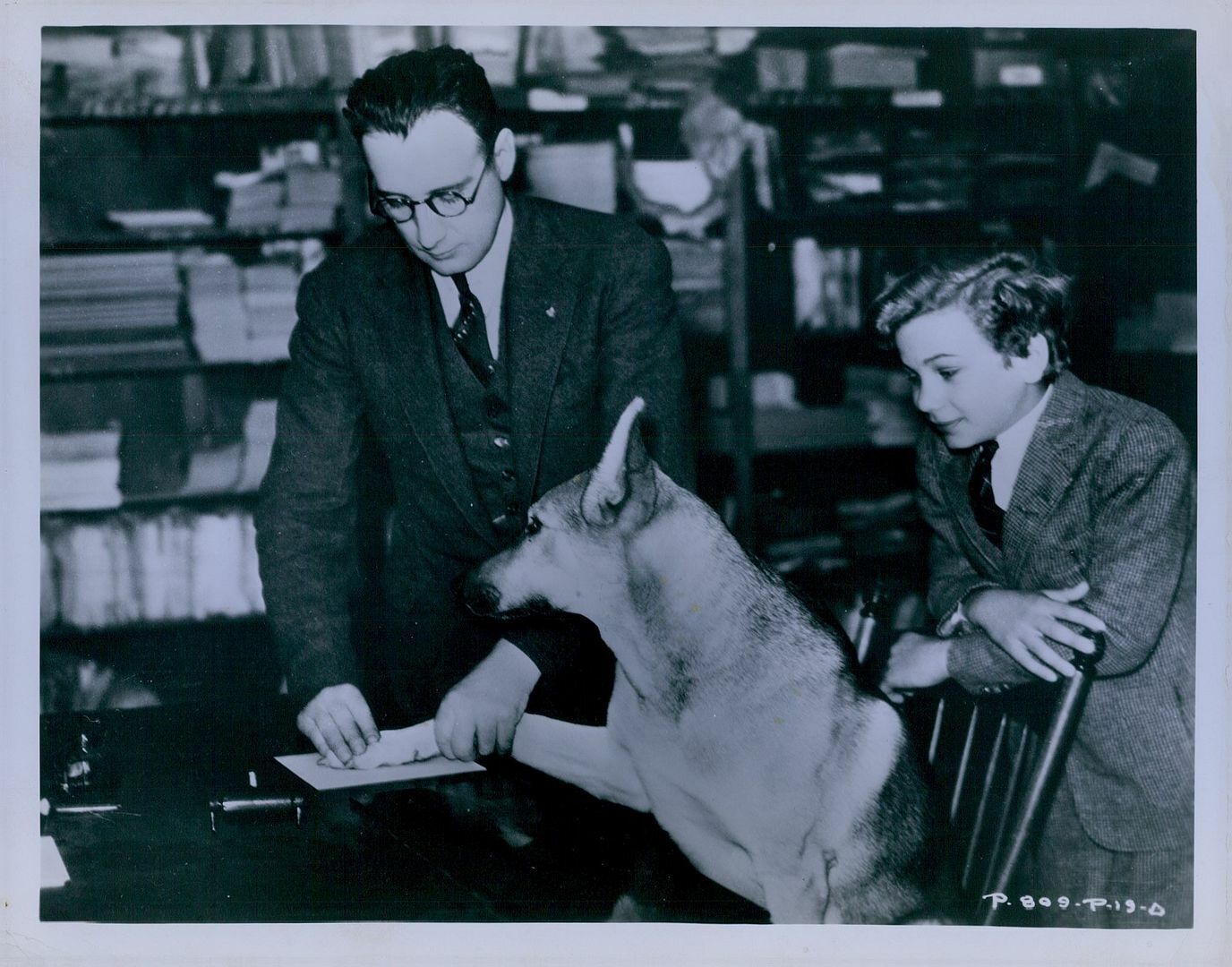 1935 LIGHTNING Canine Star Fingerprinted LAPD Press Photo