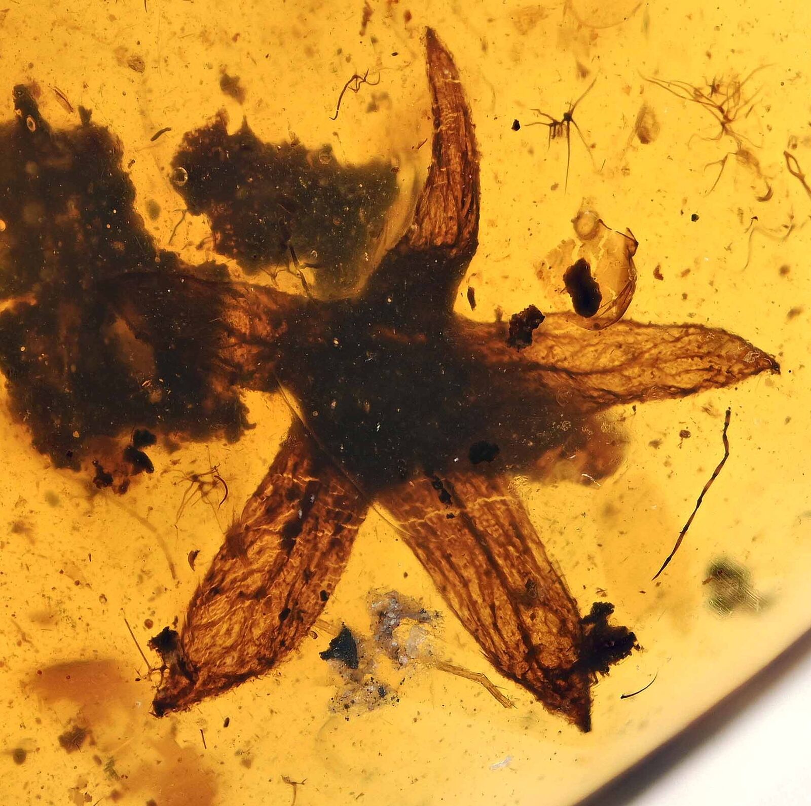Rare Tropidogyne pikei - Five petal flower, Fossil inclusion in Burmese Amber