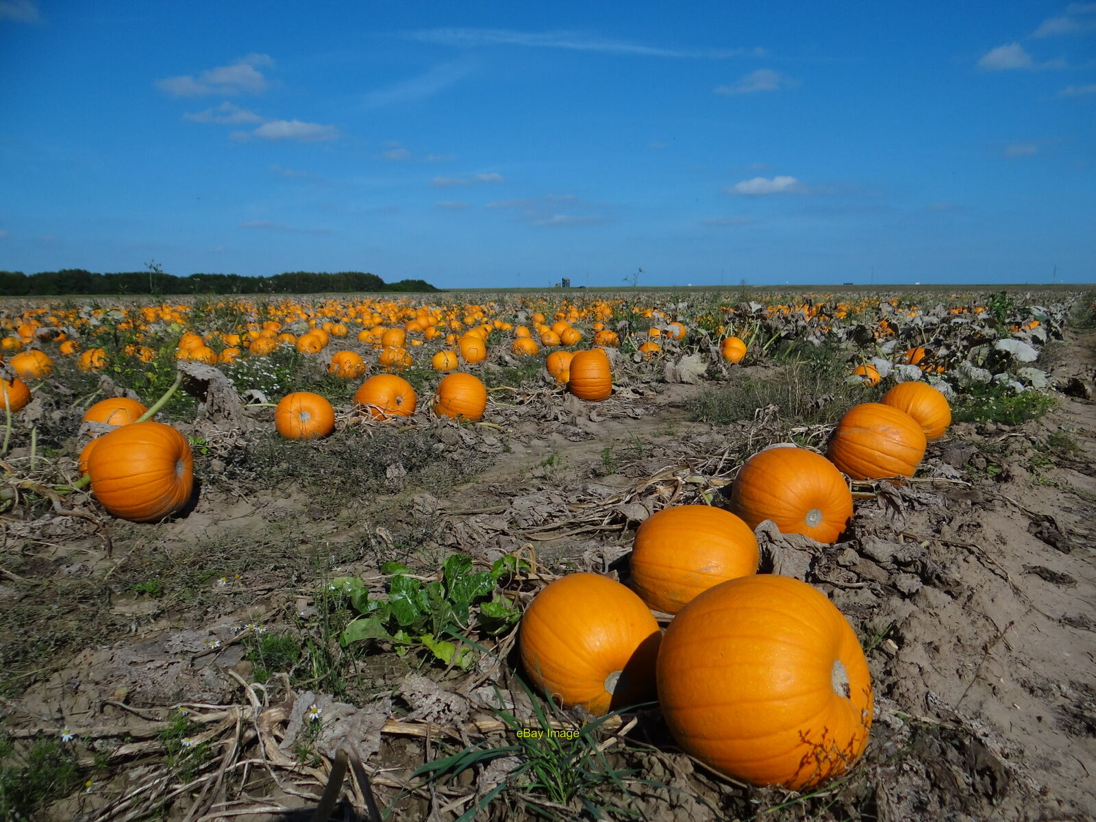 Photo 12x8 There\'s orangey Not jaffas but a field of plump pumpkins ready c2021