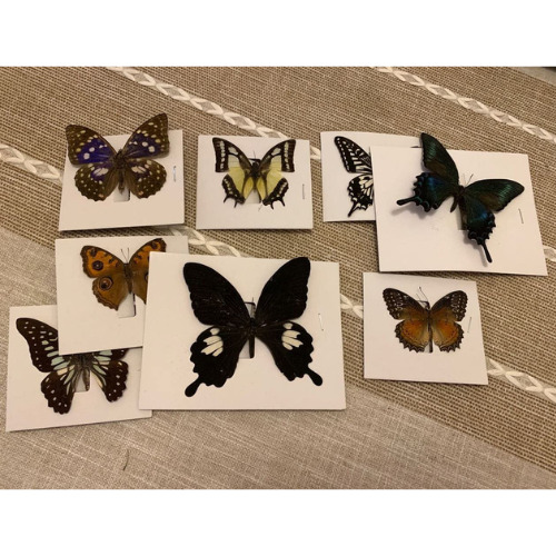 8 Pcs Real Natural Butterfly Specimen Taxidermy Butterfly Artwork Gift Home Deco