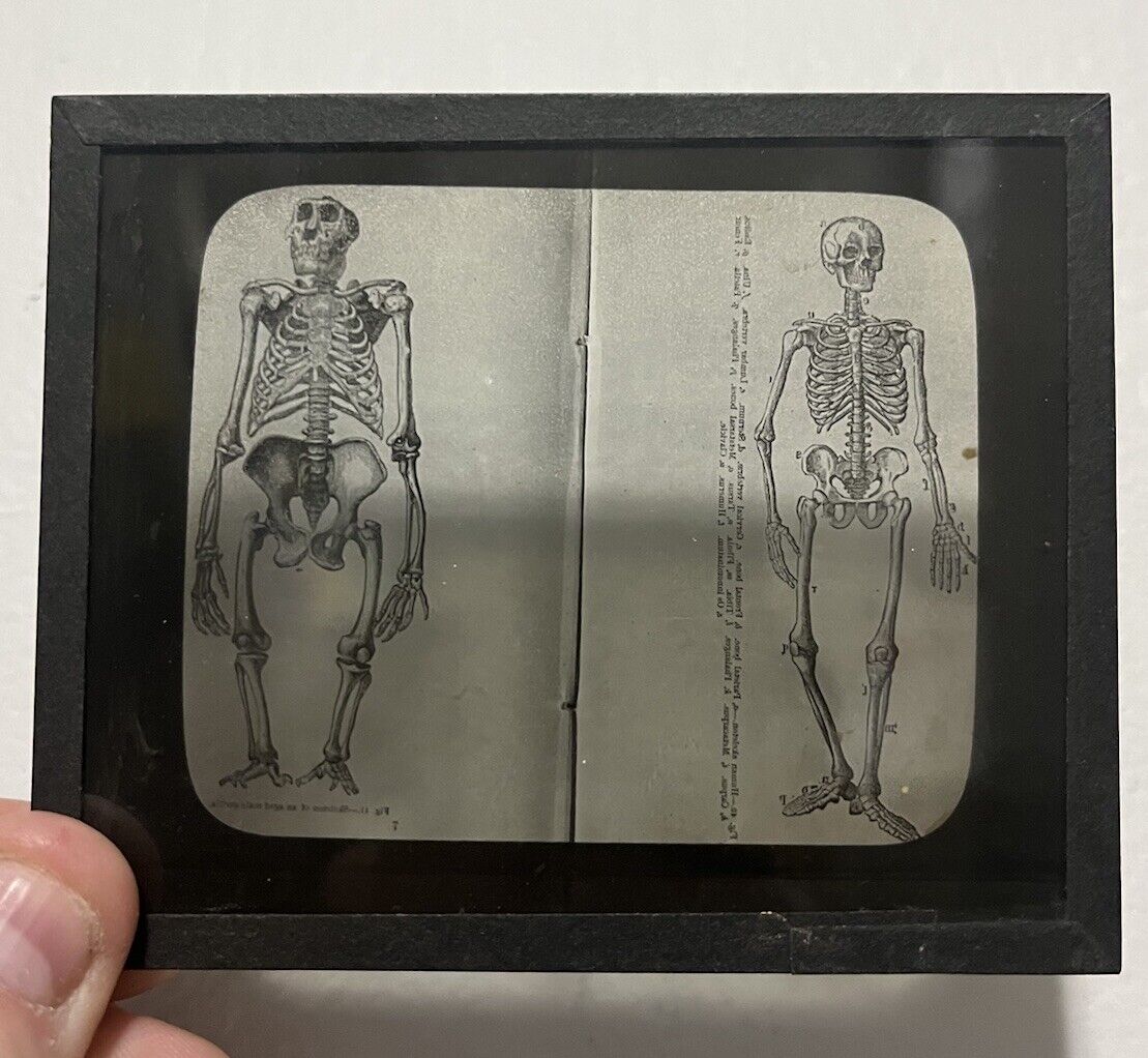VINTAGE ANTIQUE MAGIC LANTERN GLASS NEGATIVE SLIDES- 3.25”x3.25” Skeleton