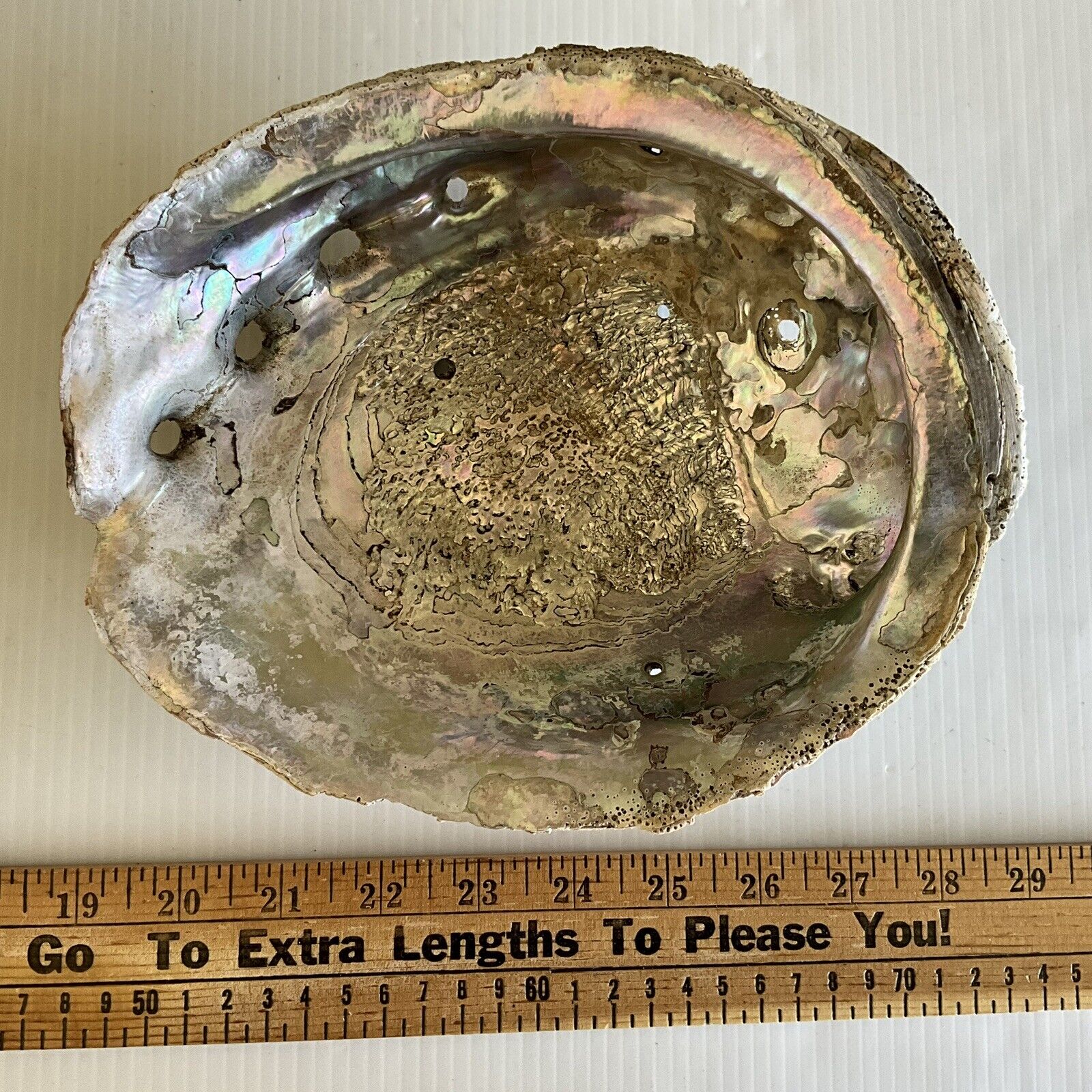Vintage Abalone Shell Massive 8-15/16\