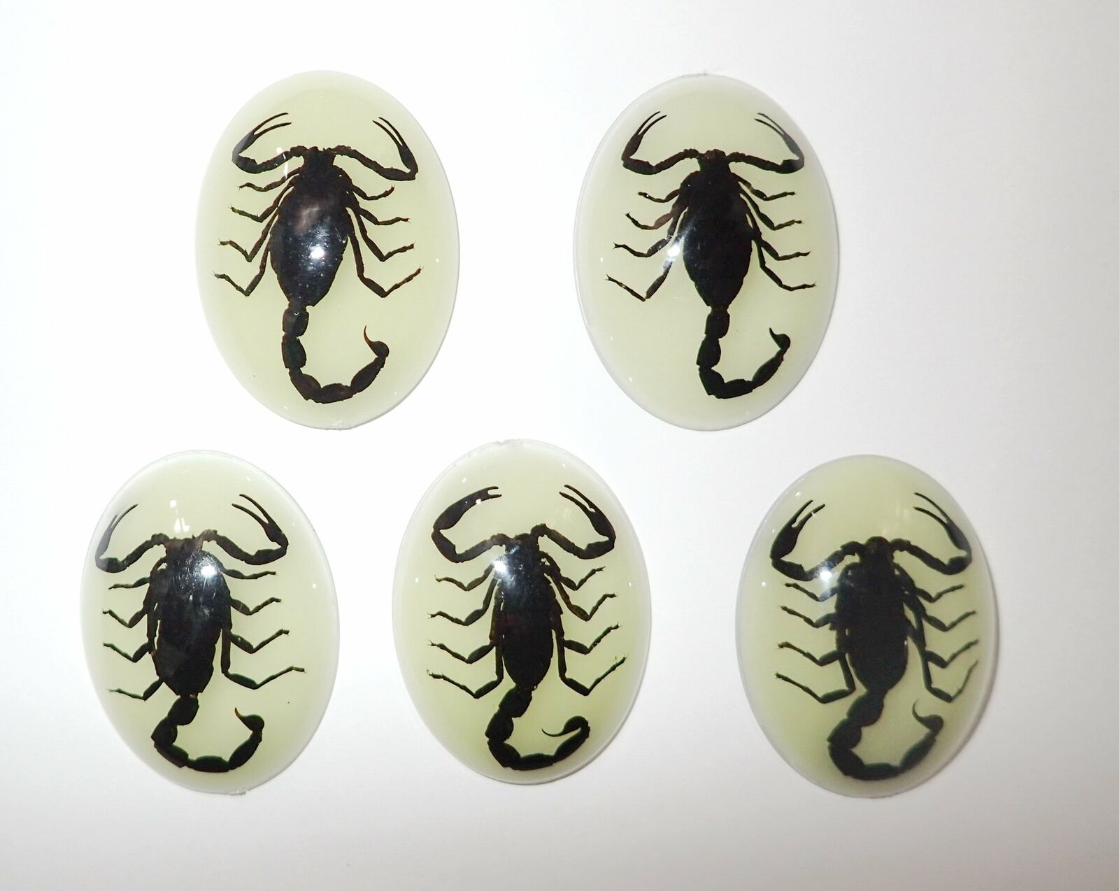 Insect Cabochon Black Scorpion Specimen Oval 30x40 mm Glow 5 pieces Lot