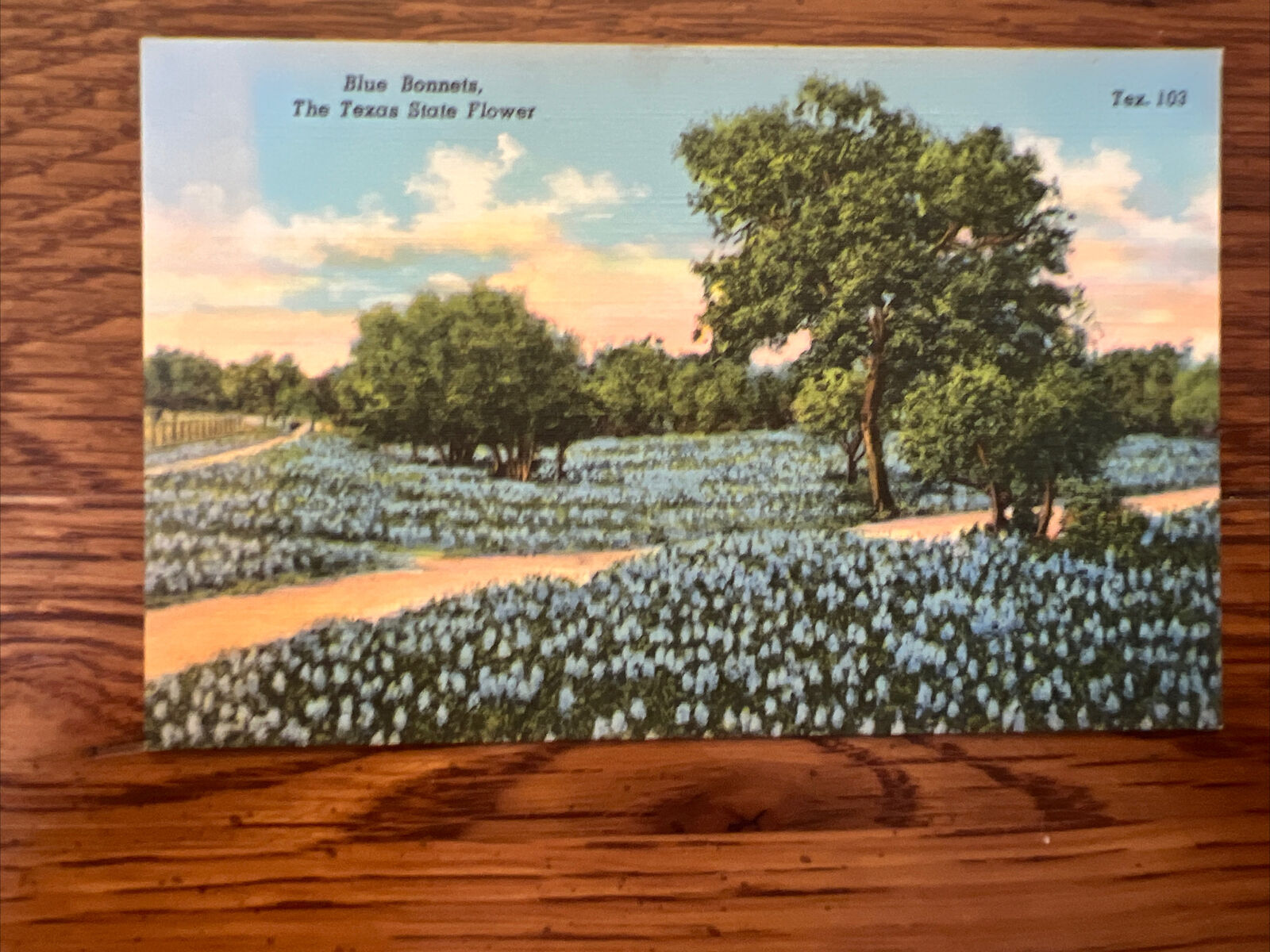 Postcard Blue Bonnets, The State Flower Of Texas 1920’s Linen Unposted 307a