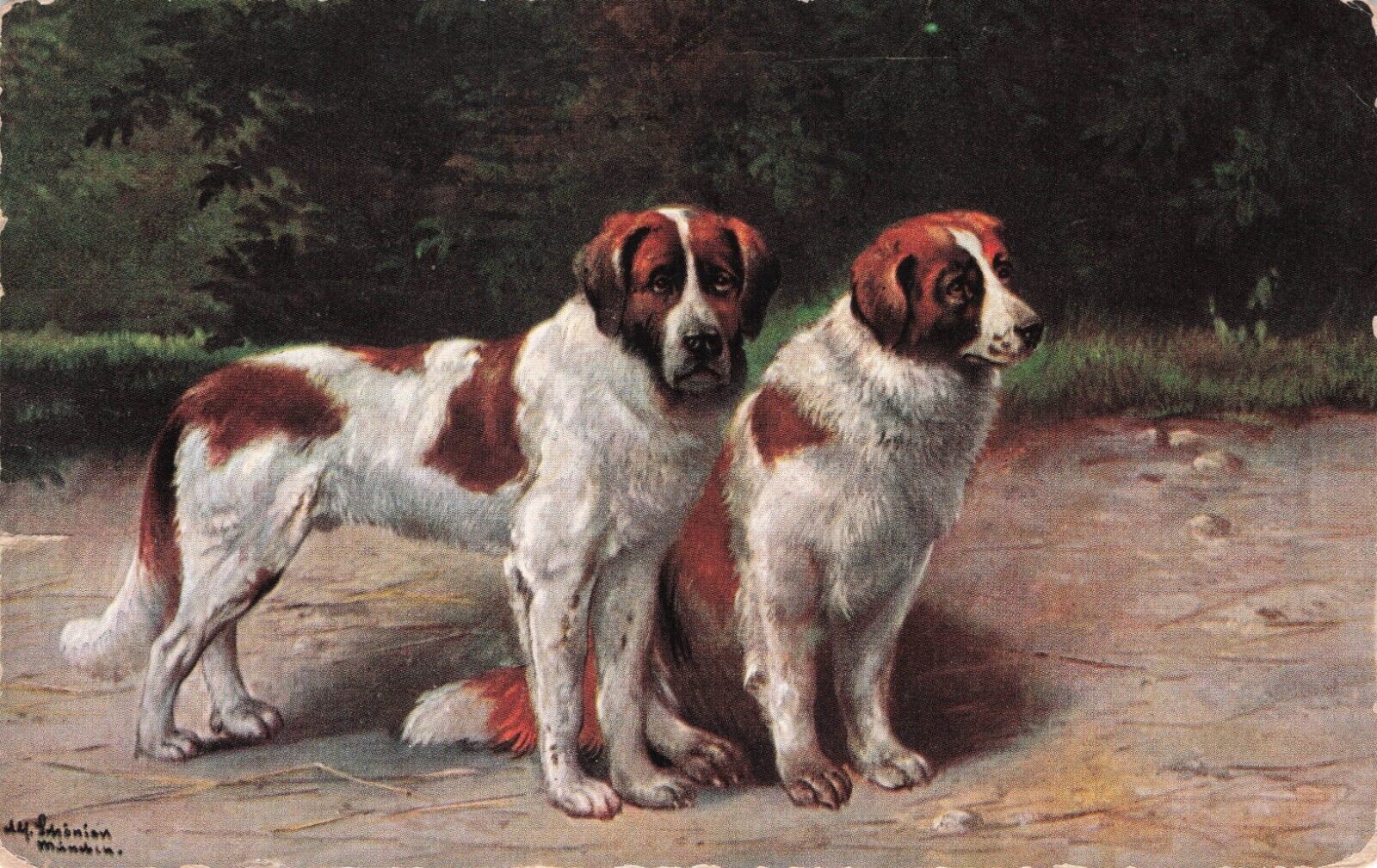 Artist Signed Alfred Schonian Two St. Bernard Dogs Vintage Postcard 1908
