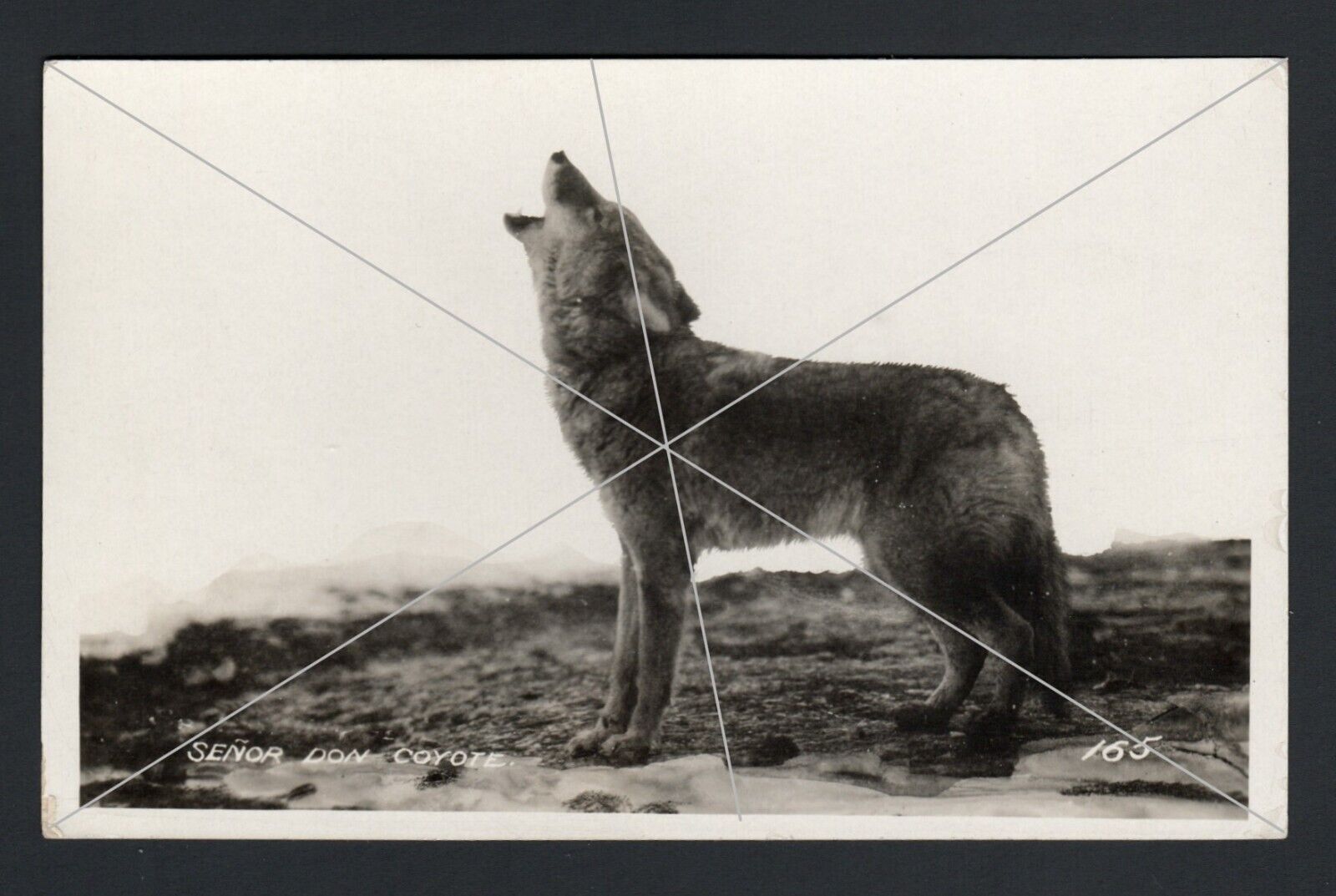 Senor Don Coyote Howling Pose New Mexico 1924-1929 RPPC Postcard Antique Vintage