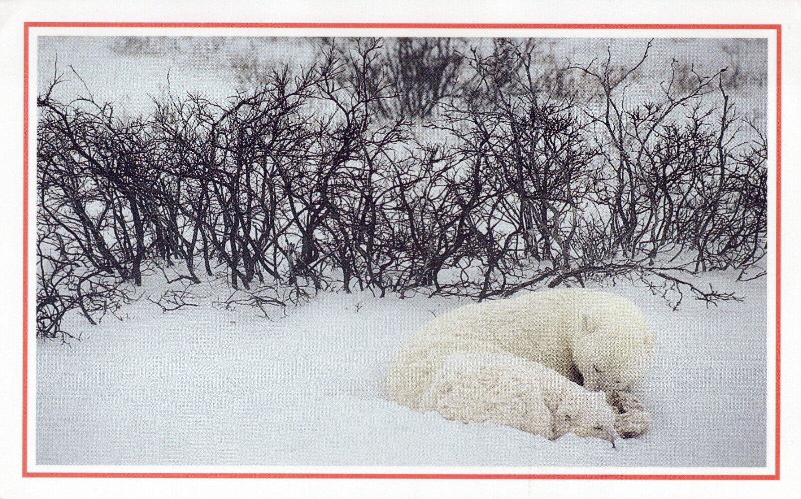 Polar Bear - National Geographic Society Unposted 3\'5x6 Postcard