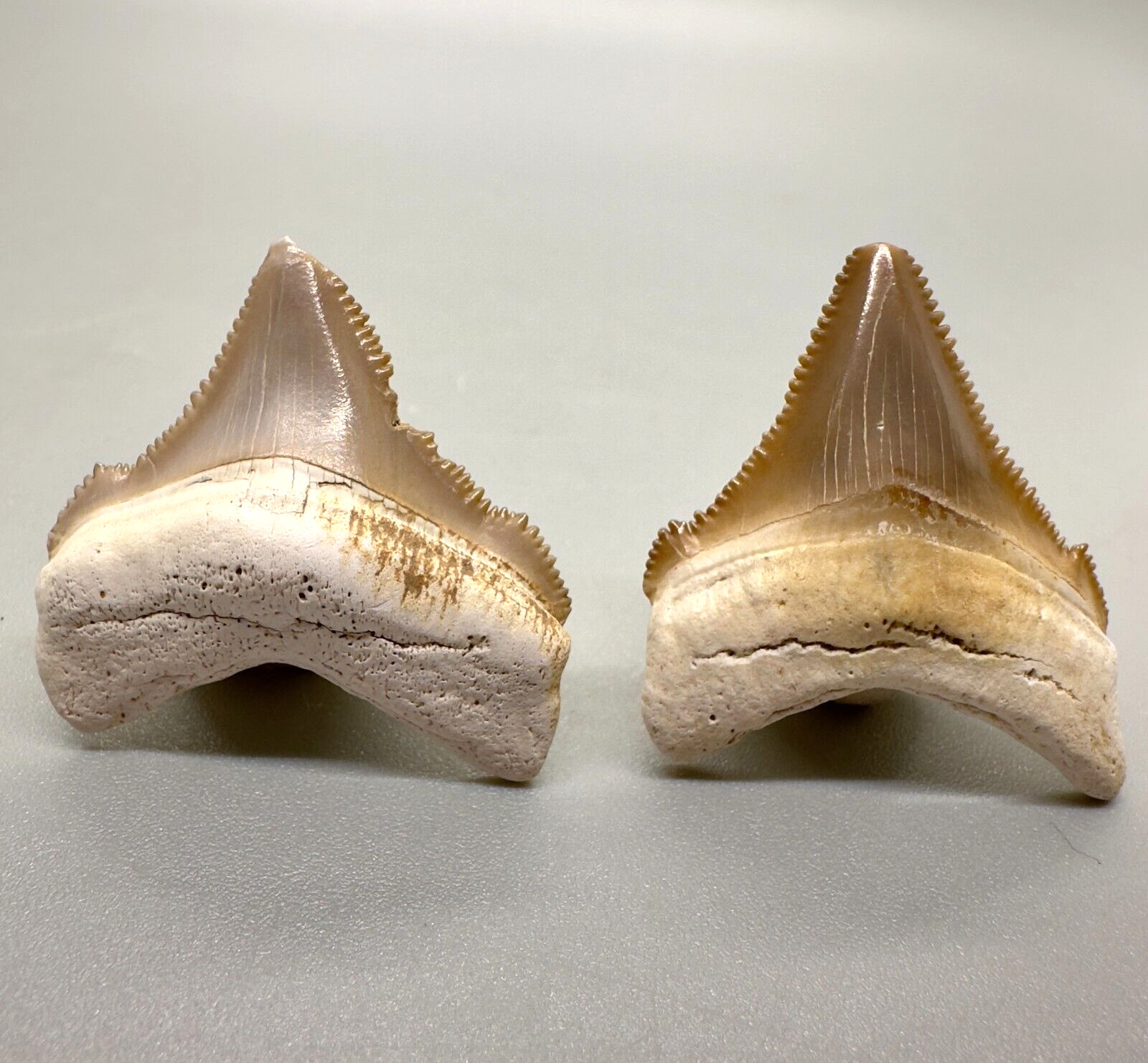 Pair of  Sharply, serrated, Very colorful Fossil CHUBUTENSIS Teeth- Peru