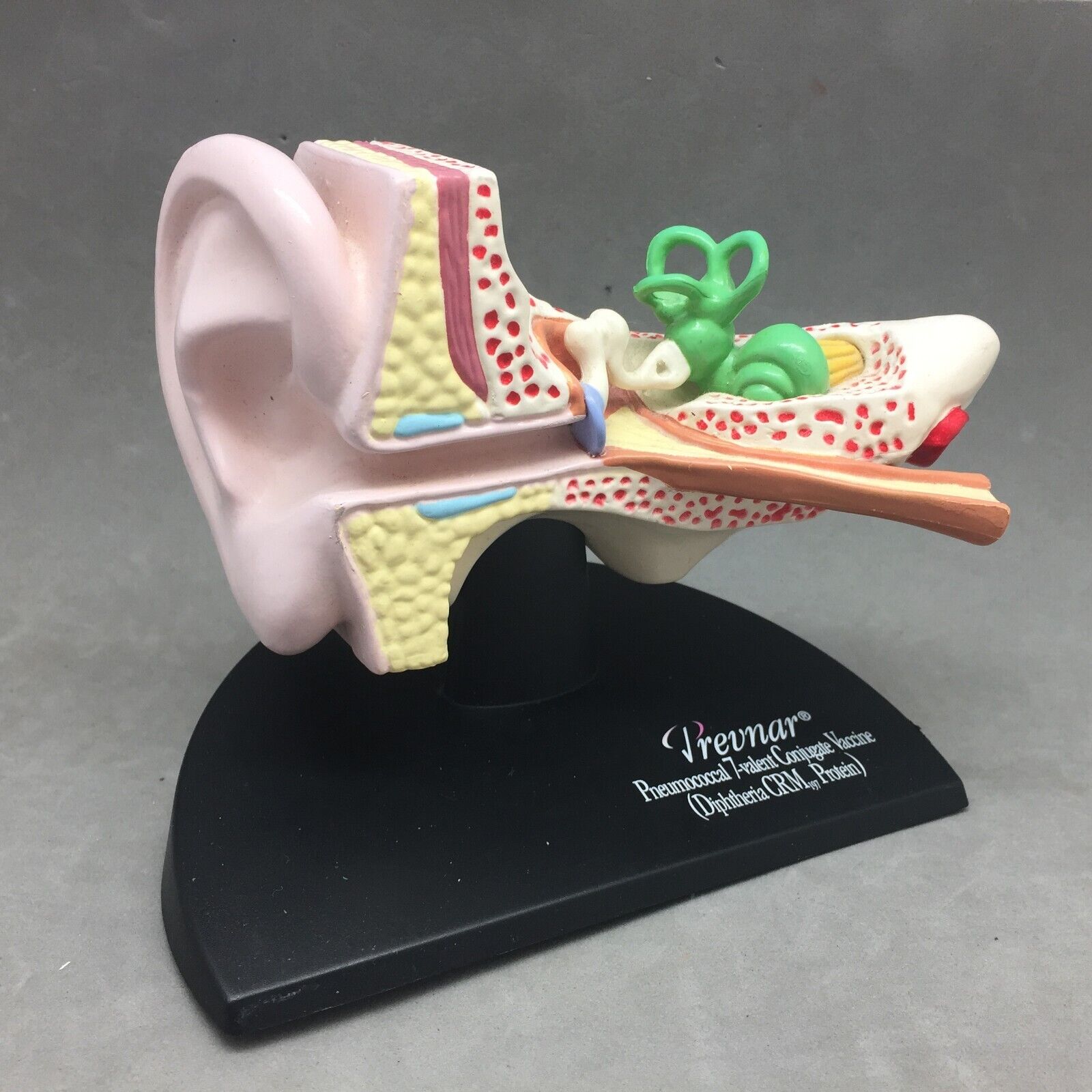 3D Scientific Human Ear Anatomical Display Model Inner Canal Pharma Design 6\