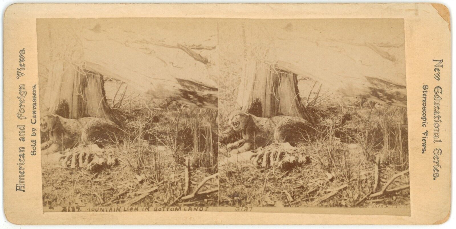 c1890's Rare Real Photo Stereoview Card #3137 Moutain Lion Growling in Brush