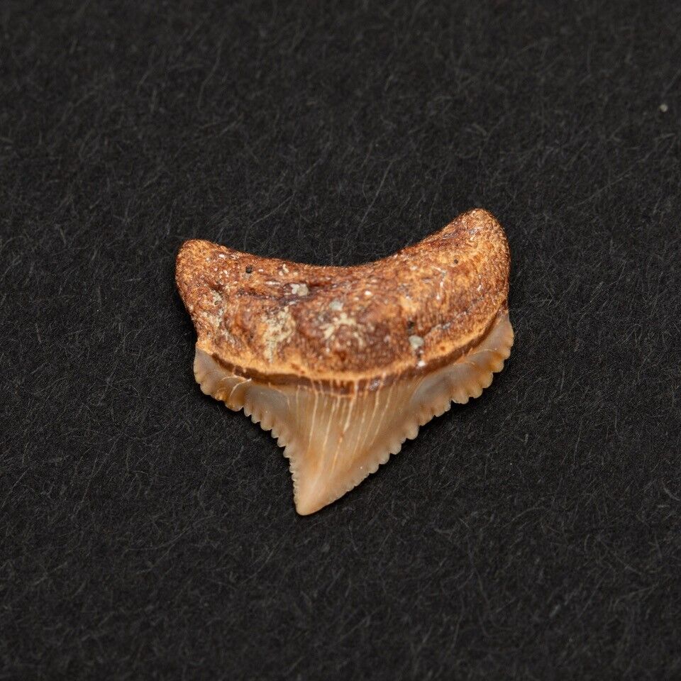 Chubutensis Shark Tooth Fossil 100% Authentic