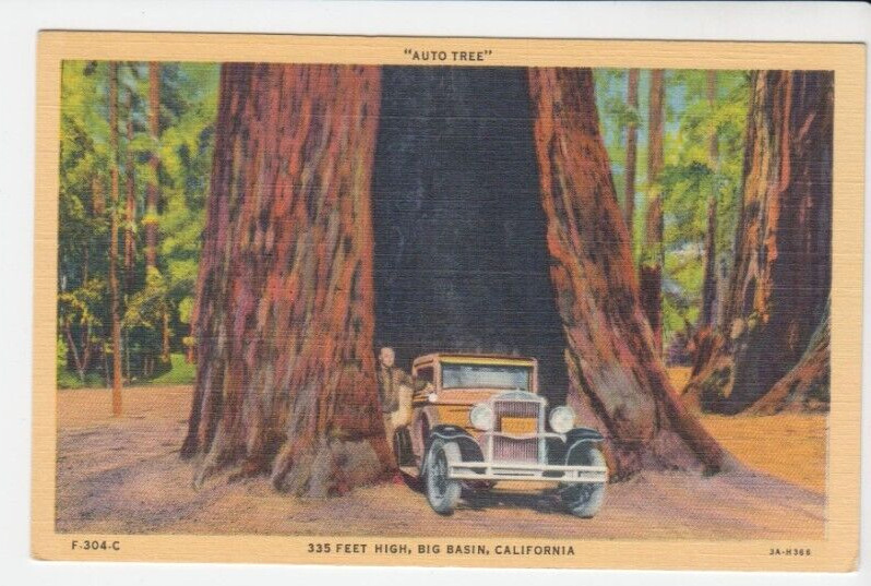 Postcard CA Big Basin California Auto Tree 335 Foot High Redwood Tree c.1940 G19