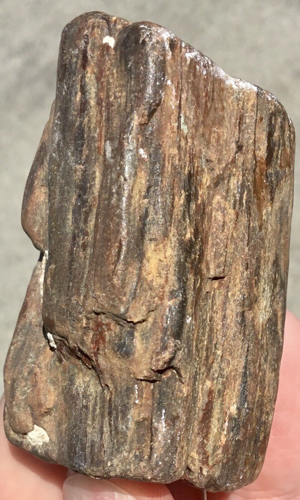 119g Petrified Iron Wood Limb Rough Fossil Rare Arizona