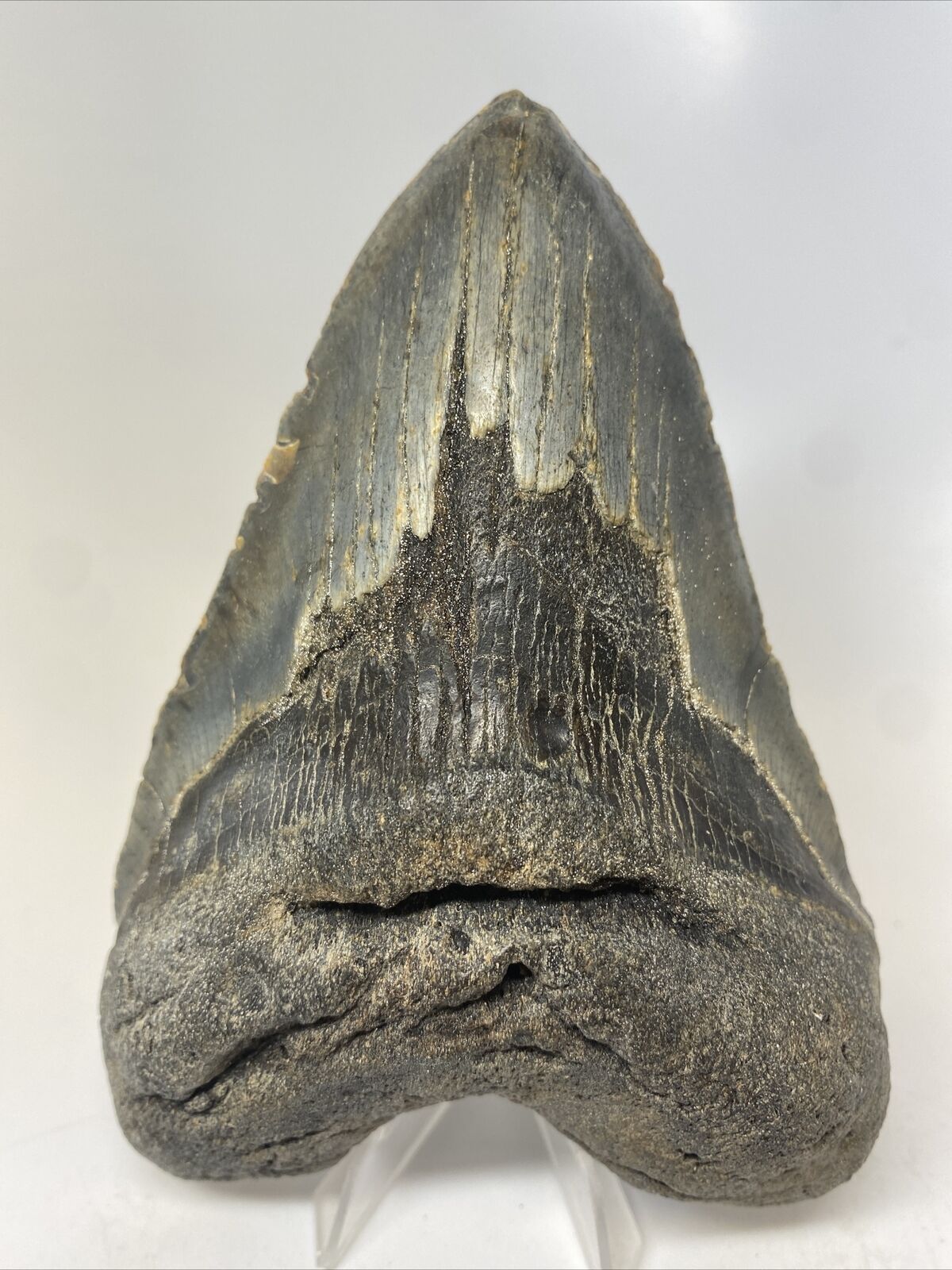 Megalodon Shark Tooth 5.75” Huge - Thick - Lower Jaw Fossil 14632