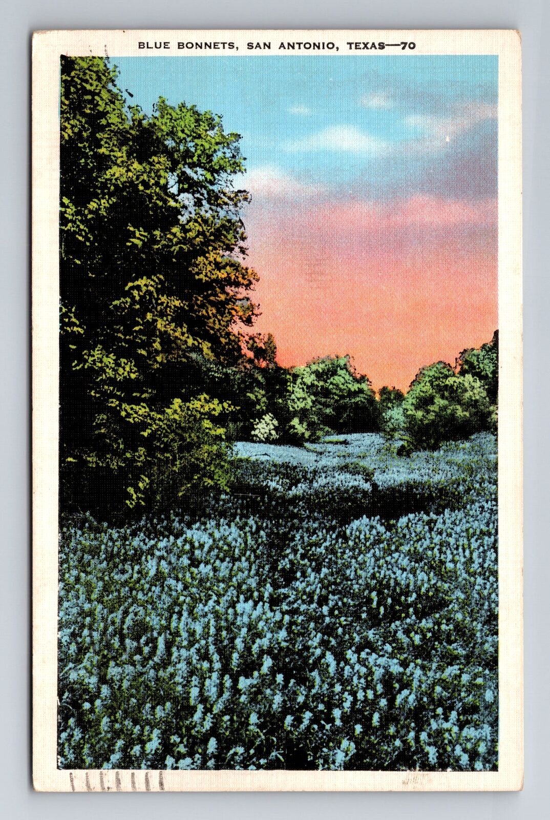 San Antonio TX-Texas, Blue Bonnets, Antique, Vintage c1940 Souvenir Postcard