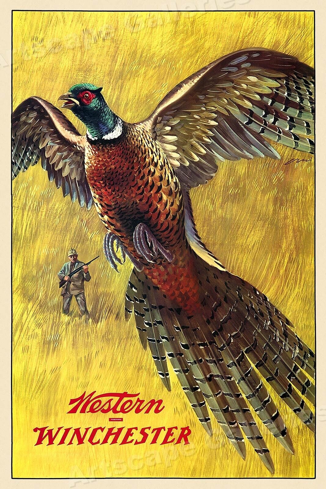 1955 Winchester Vintage Style Pheasant Hunting Poster - 20x30