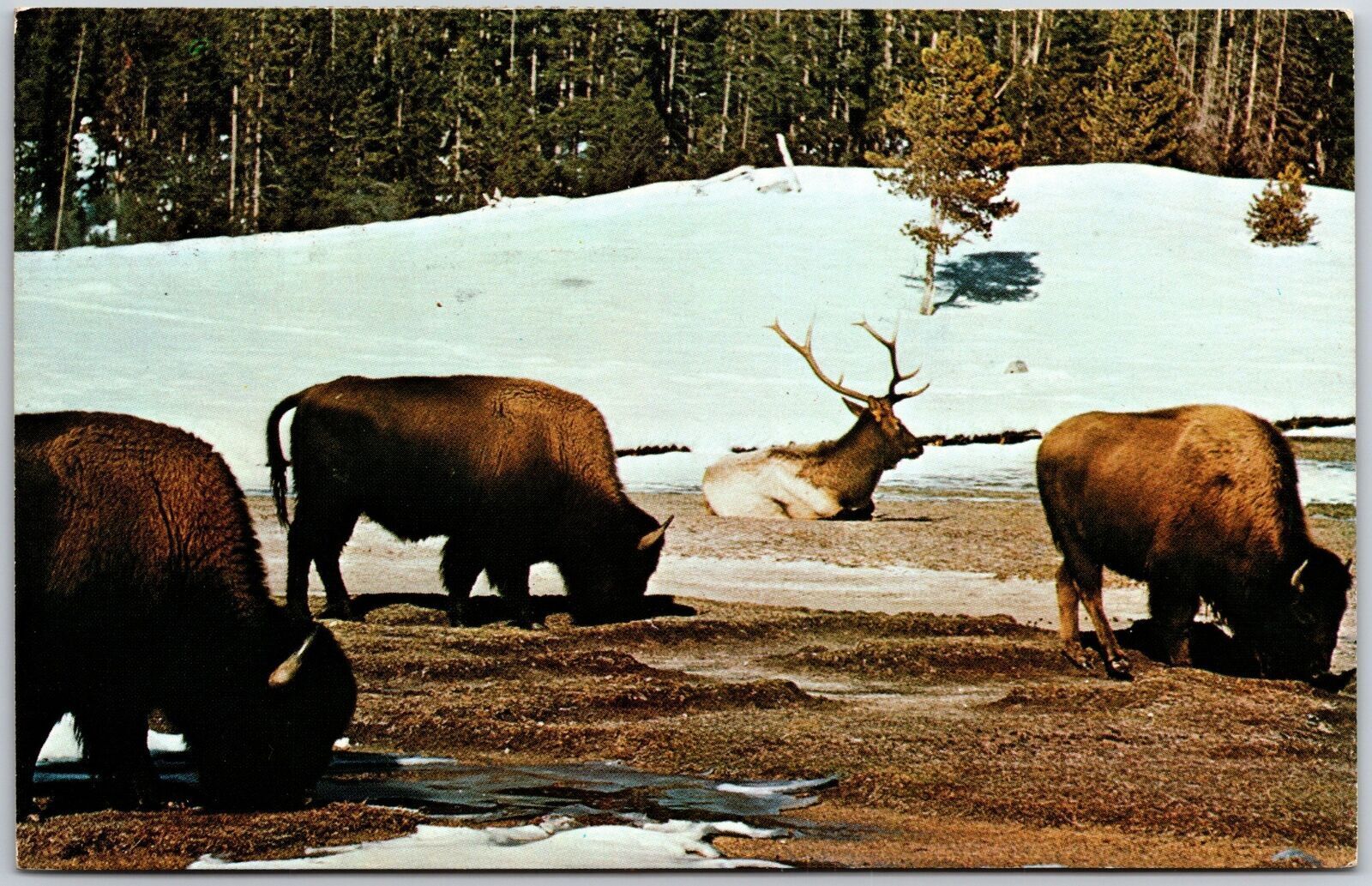 1961 Buffalo And Elk Grazing Together Yellowstone National Park Wyoming Postcard