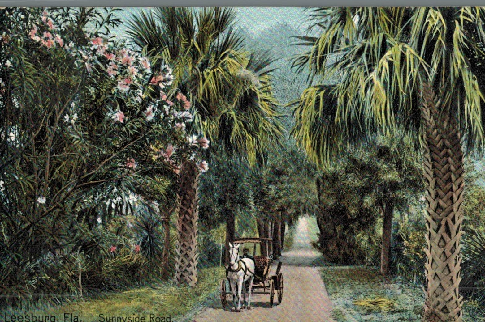 VIntage Postcard-Sunny Side Road, Leesburg, FL