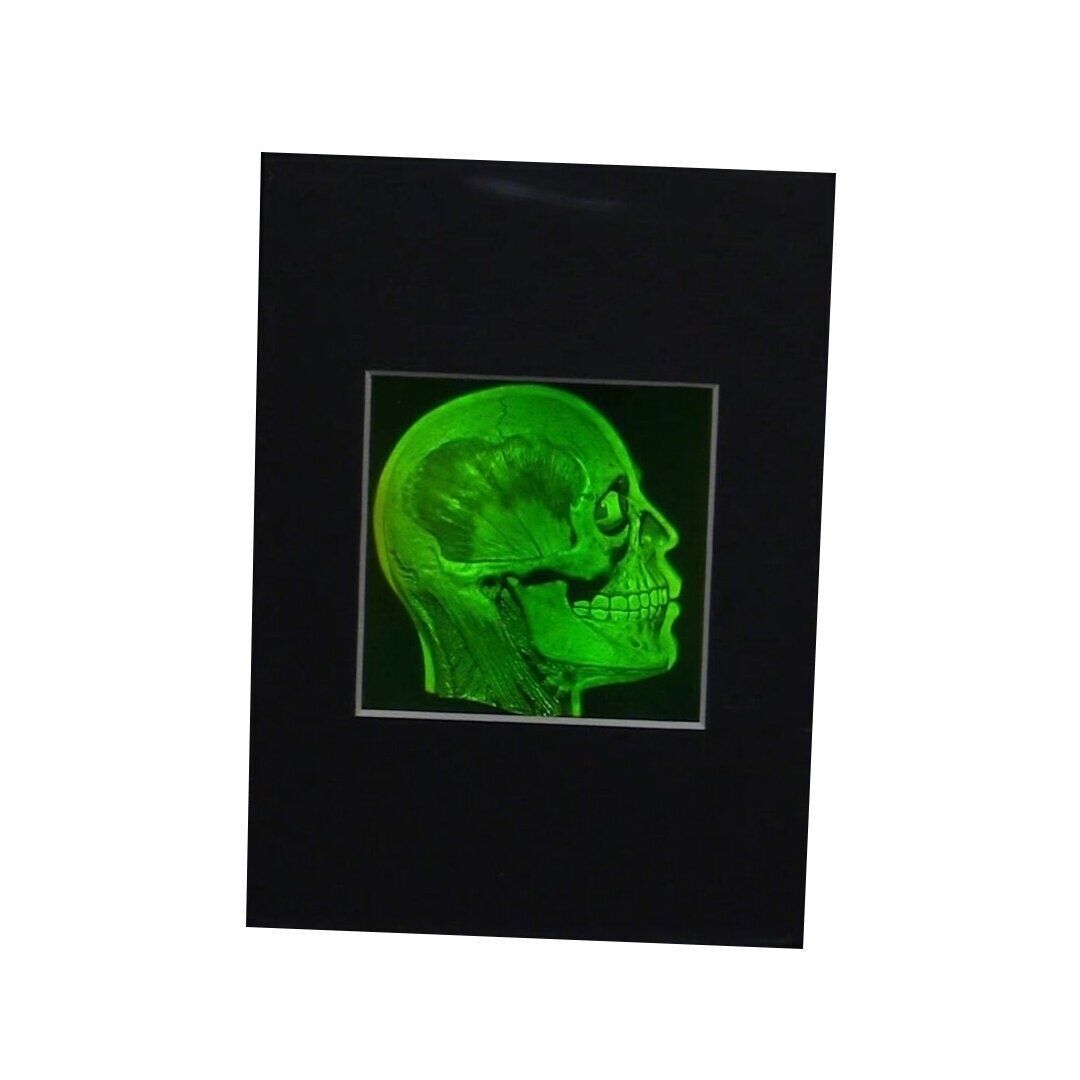 Brain/Skull Matted Hologram Picture, Collectible Polaroid Photopolymer Film
