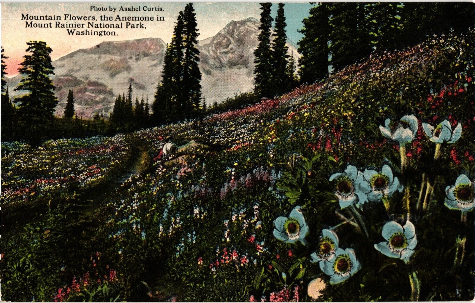 Mountain Flower the Anemone Mount Rainier National Park WA Divided Postcard 1913