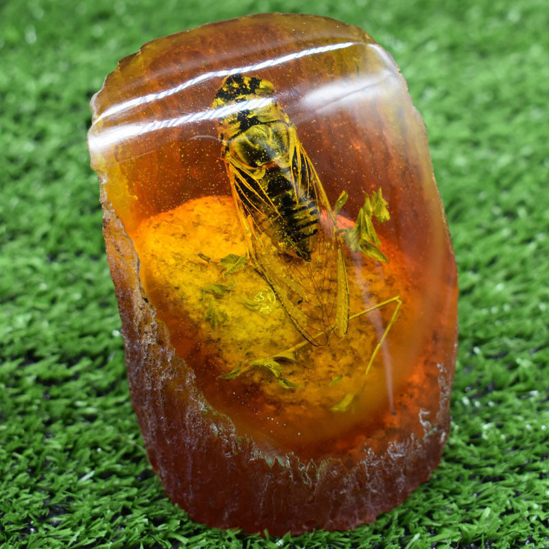 Rare Amber Fossil Plants Insects Characteristics Cicada Decorative Pieces 519G