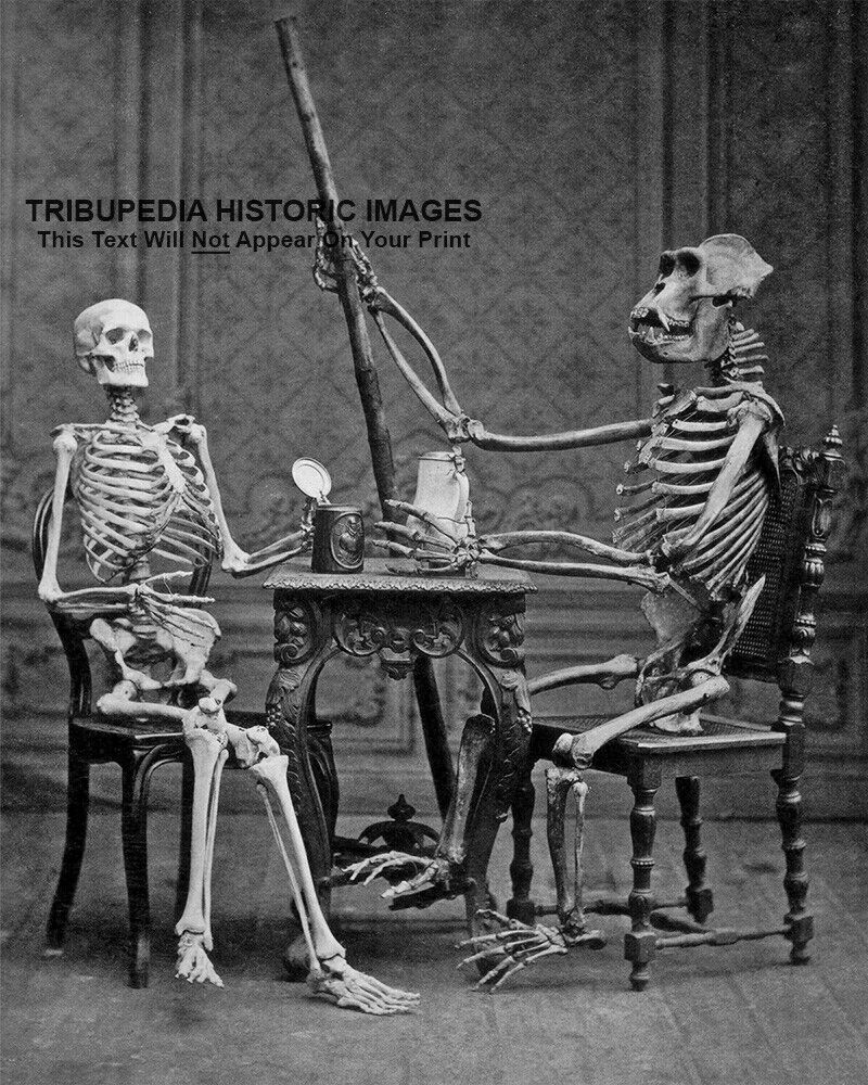 Vintage 1878 Photo - Human & Gorilla Skeletons Posed - Weird Odd Bizarre