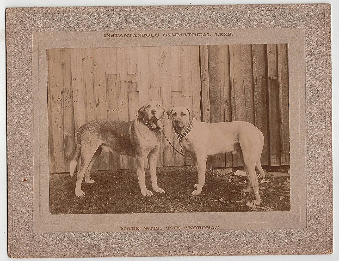 TWO HUGE LABRADOR /  RETRIEVER DOGS ~ KORONA CAMERA ~ GUNDLACH OPTICAL ~ c -1890