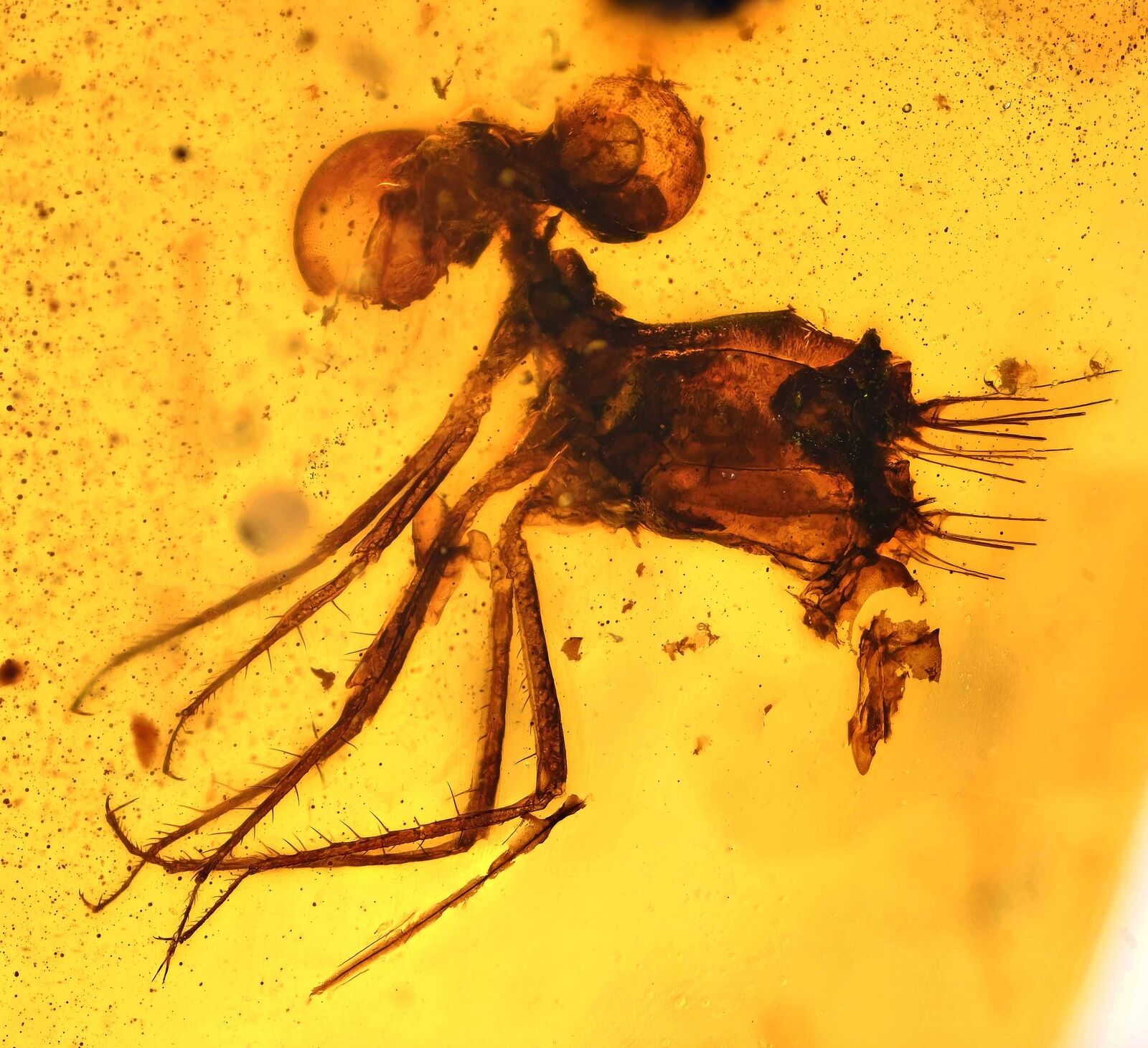 RARE Zygoptera (Damselfly), Fossil inclusion in Burmese Amber
