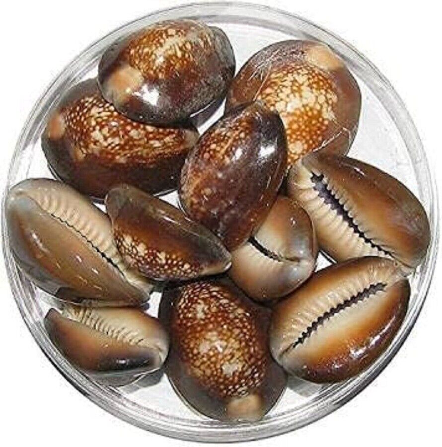 Natural Cowry Shells Color Brown For Luck & Prosperity Pack Of 51