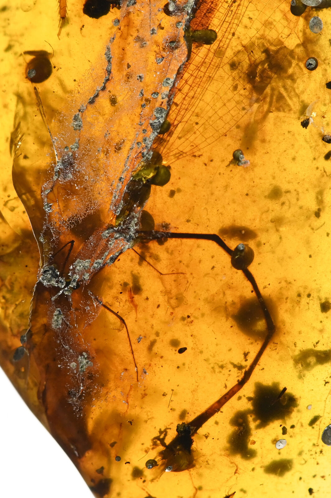 RARE Large Zygoptera (Damselfly), Fossil inclusion in Burmese Amber
