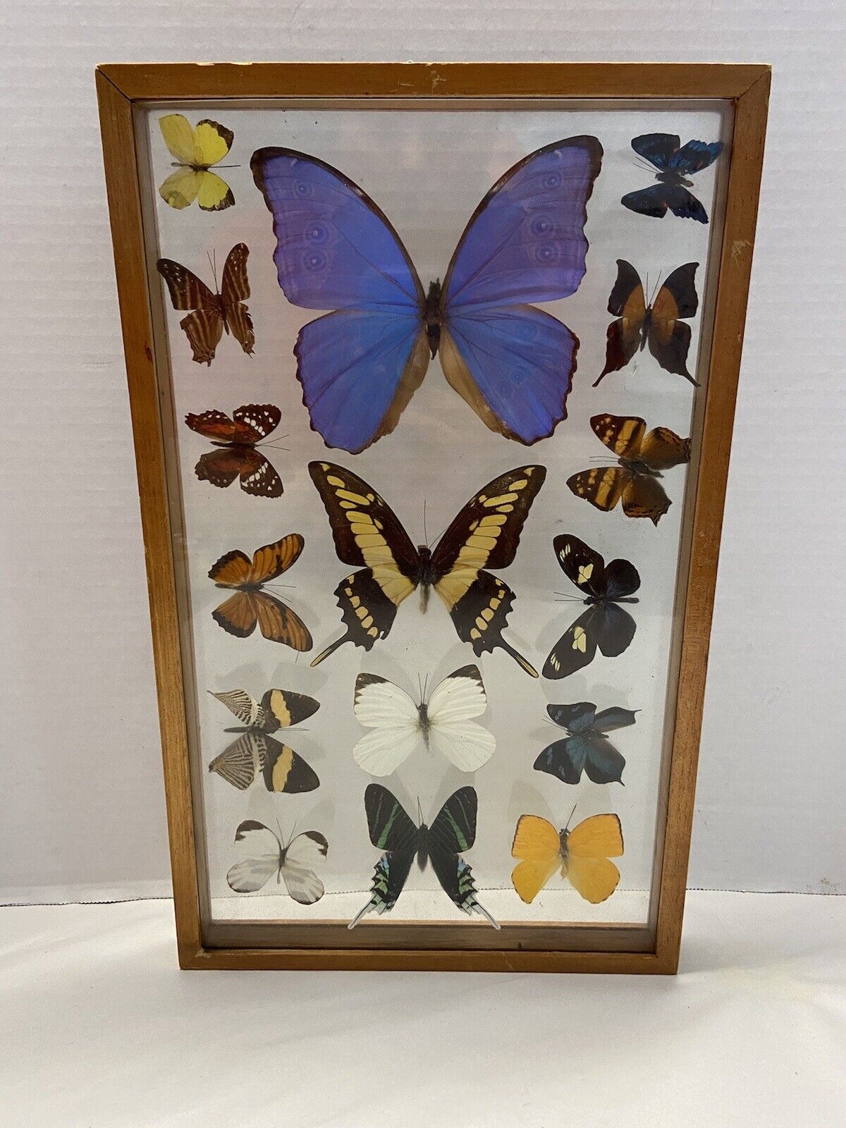 16 Real Butterfly Collection Taxidermy Display Wood Framed vintage