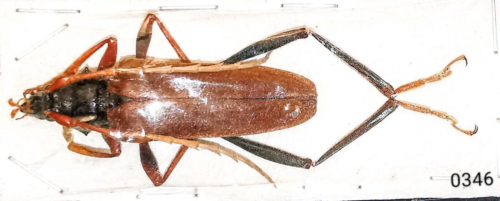 Cerambycidae Schmidtiana sp  A1 35mm XL MorF from MALAYSIA, CAMERON HL - #0346