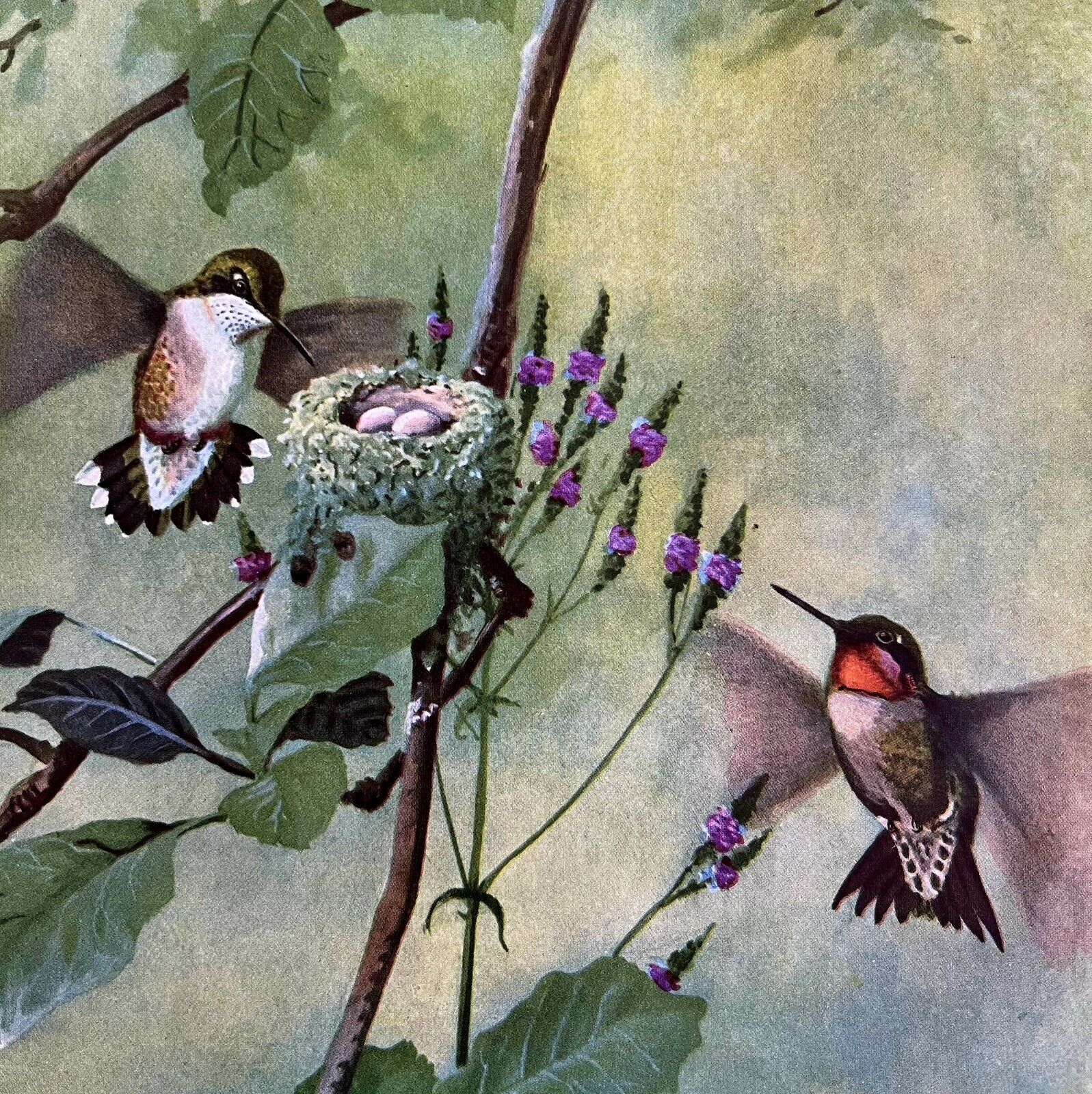 Ruby Throated Hummingbird 1955 Plate Print Birds Of America Nature Art DWEE32