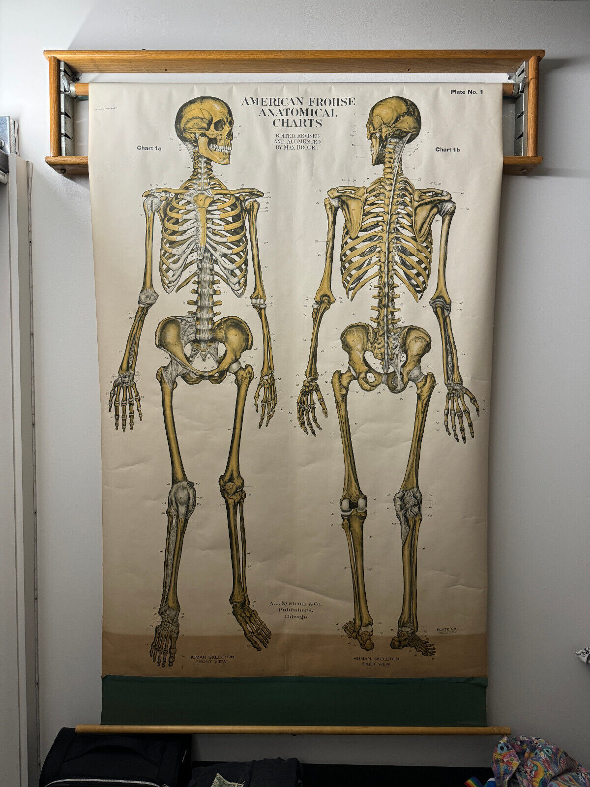 Antique 1918 Frohse Nystrom Anatomical Skeleton Pulldown Poster Display chart