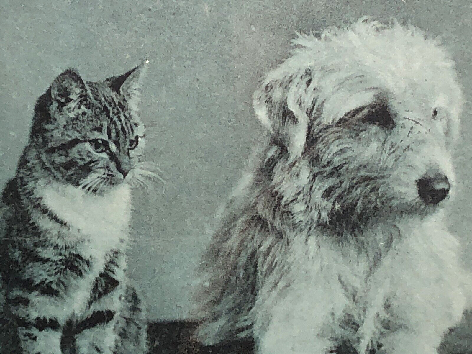 Cat Sits with Dog Postcard Rppc Photo Blue Tint Souvenir of True Friendship udb
