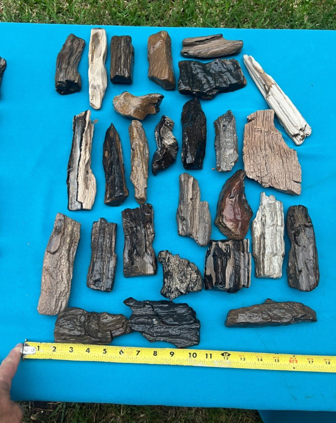 Texas Petrified Fossil Wood Lot Large Tree Branch Pieces Agatized Ideal Aquarium