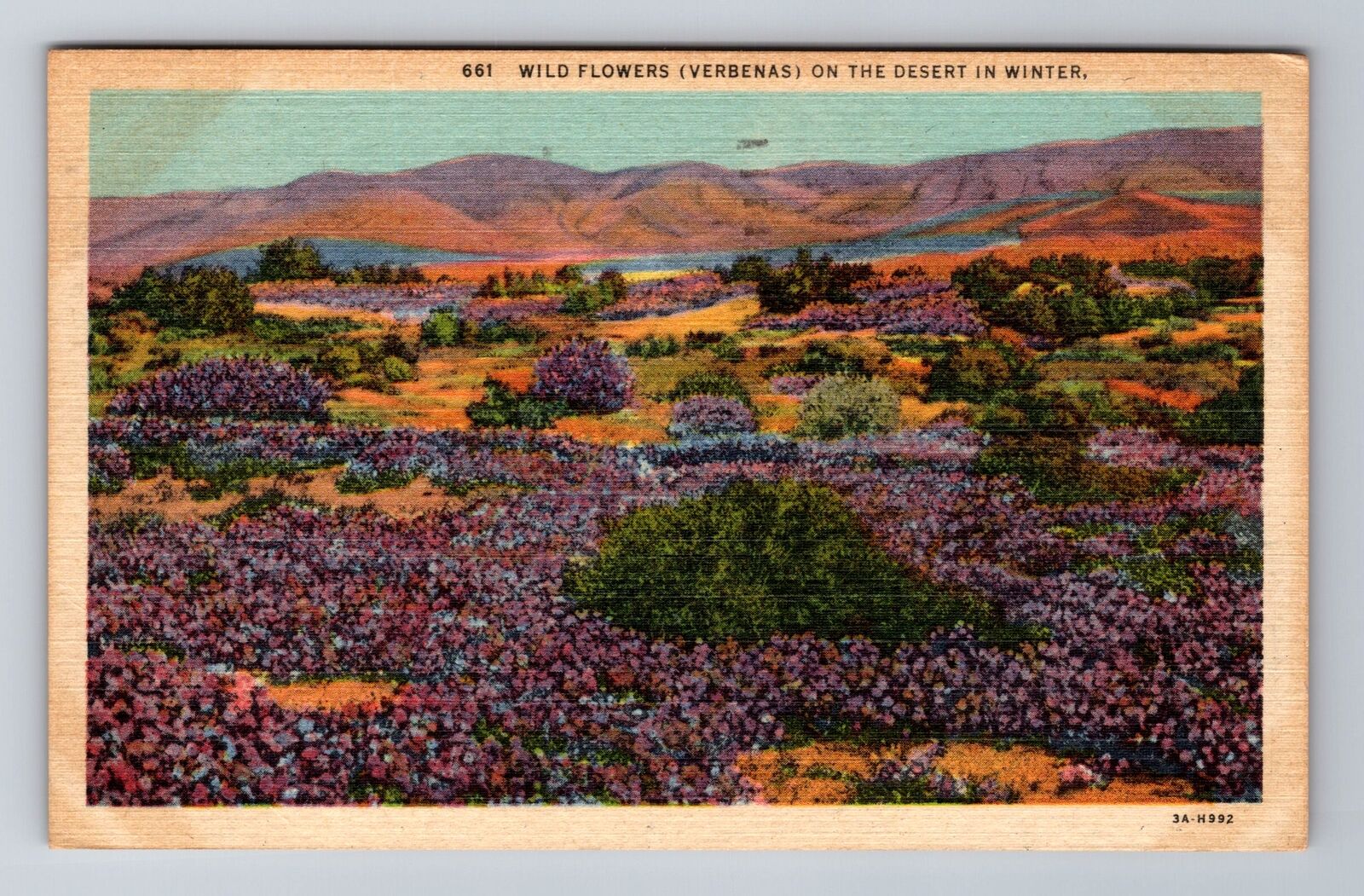 CA-California, Wild Flowers on Desert in Winter, Vintage Souvenir Postcard