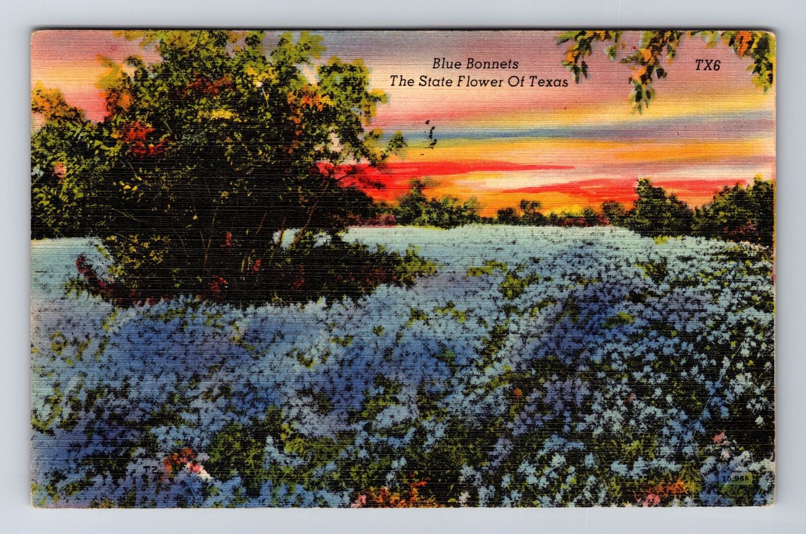 TX-Texas, Blue Bonnets, State Flower of Texas, Antique Vintage Postcard