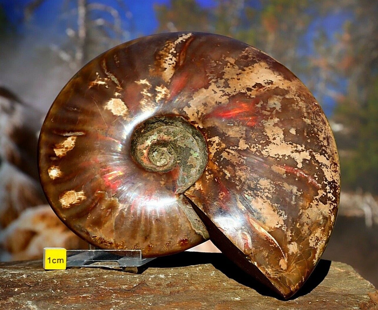 Spectacular Rare Polished Iridescent Fossil Ammonite - Fossilised Shell 994g