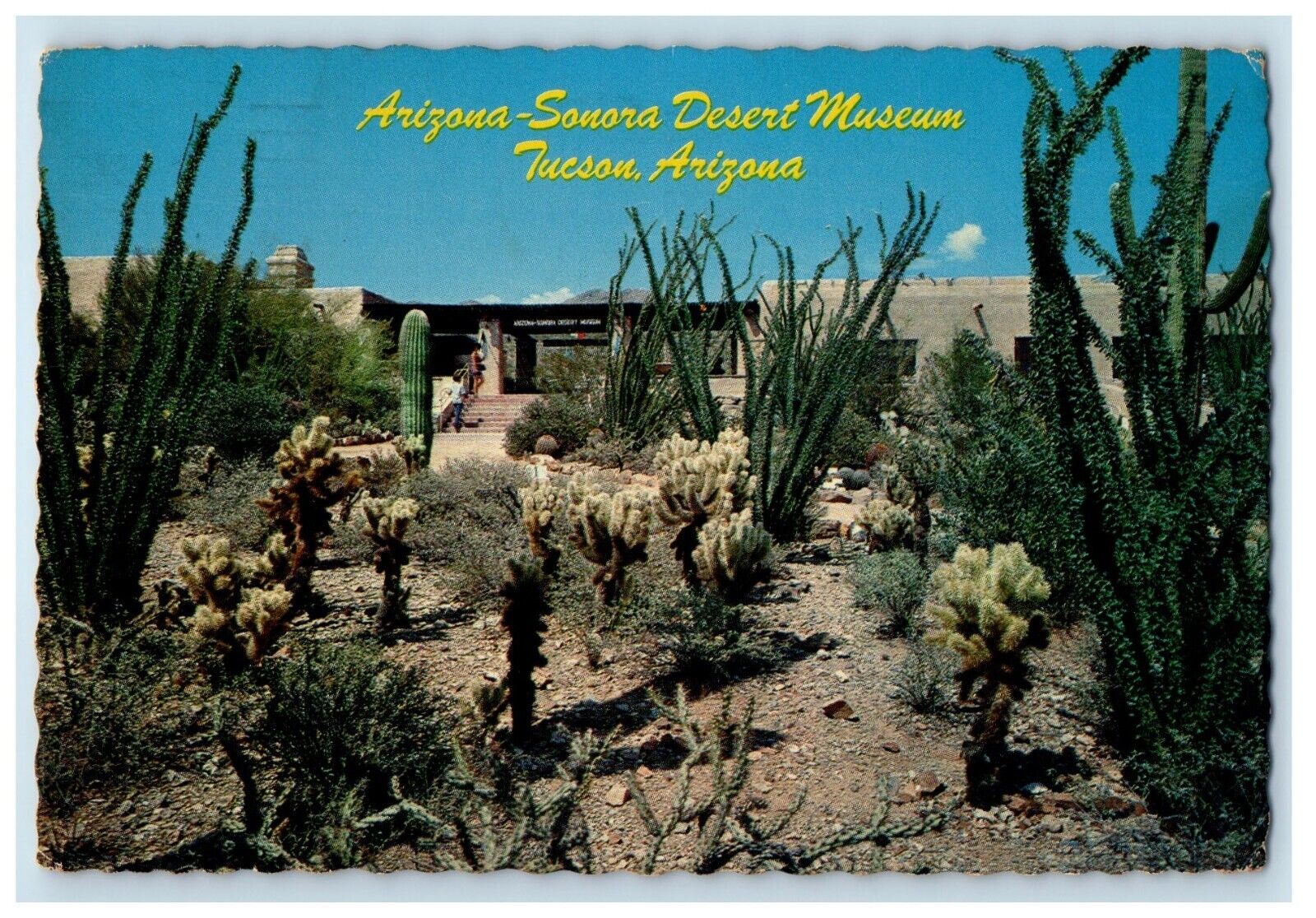 1973 Arizona Sonora Desert Museum Tucson Arizona AZ Posted Vintage Postcard