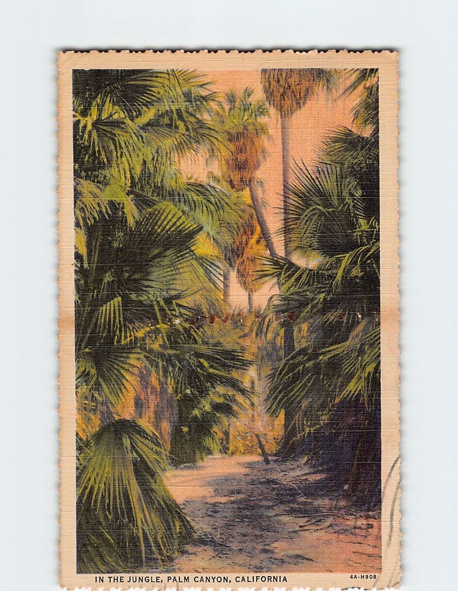 Postcard In the Jungle Palm Canyon California USA
